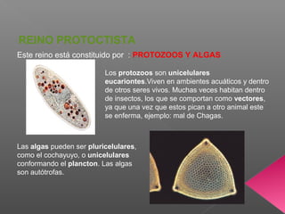 Este reino está constituido por : PROTOZOOS Y ALGAS
REINO PROTOCTISTA
Los protozoos son unicelulares
eucariontes.Viven en ambientes acuáticos y dentro
de otros seres vivos. Muchas veces habitan dentro
de insectos, los que se comportan como vectores,
ya que una vez que estos pican a otro animal este
se enferma, ejemplo: mal de Chagas.
Las algas pueden ser pluricelulares,
como el cochayuyo, o unicelulares
conformando el plancton. Las algas
son autótrofas.
 