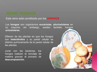 Este reino está constituido por los HONGOS
REINO HONGOS
Los hongos son organismos eucariotas, pluricelulares en
su mayoría; sin embargo, existen también hongos
unicelulares.
Difieren de las plantas en que los hongos
son heterótrofos y su pared celular es
distinta químicamente de la pared celular de
las plantas.
Junto con las bacterias, los
hongos realizan el reciclaje de
materia gracias al proceso de
descomposición.
 