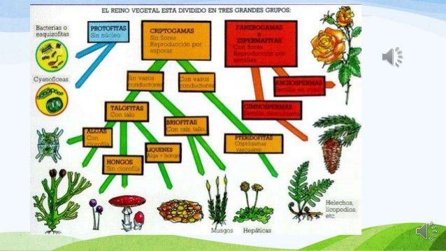 LOS 5 REINOS DE LA NATURALEZA