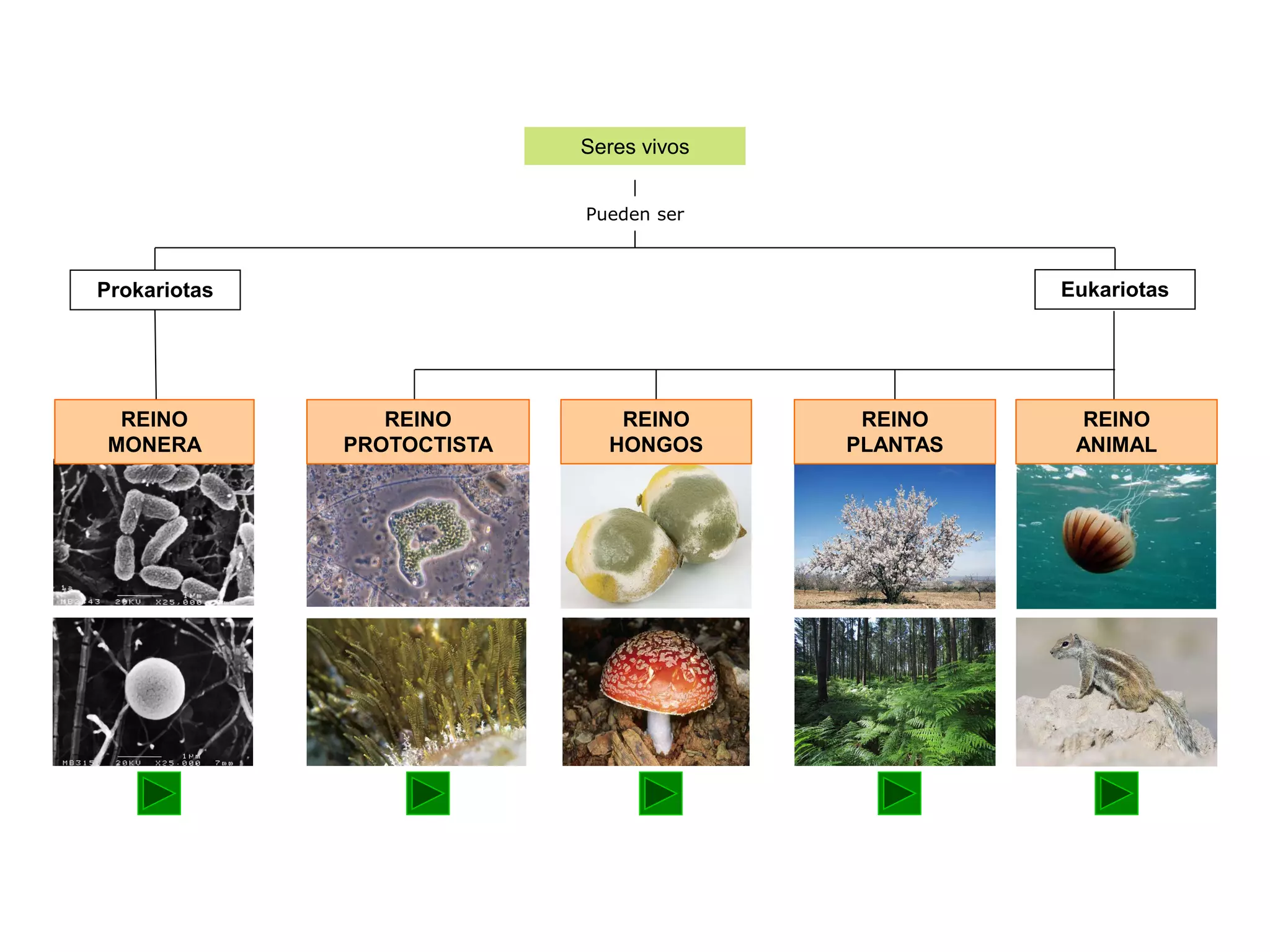 Los 5 reinos. | PPTX