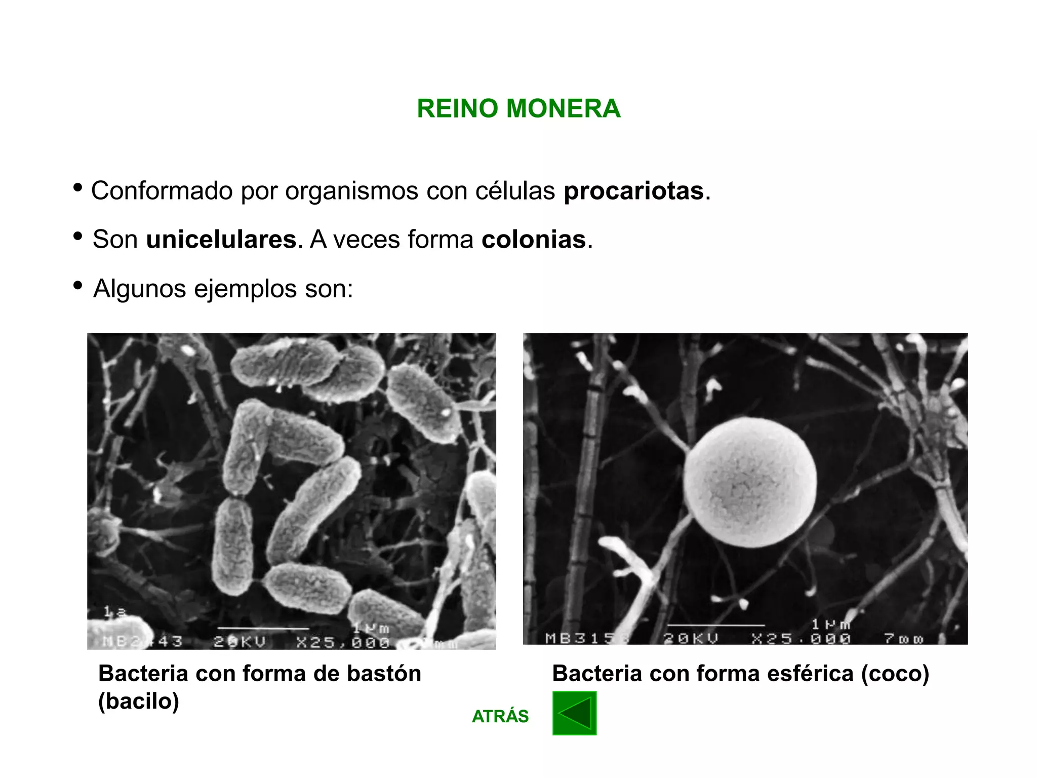 Los 5 reinos. | PPTX