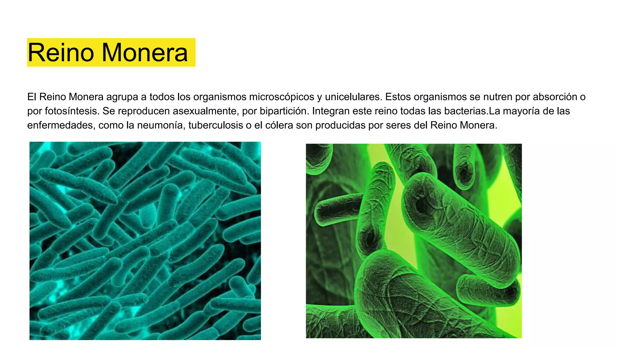 Los 5 reinos. | PPTX