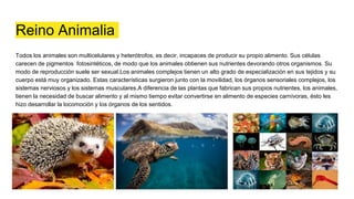 Reino Animalia
Todos los animales son multicelulares y heterótrofos, es decir, incapaces de producir su propio alimento. Sus células
carecen de pigmentos fotosintéticos, de modo que los animales obtienen sus nutrientes devorando otros organismos. Su
modo de reproducción suele ser sexual.Los animales complejos tienen un alto grado de especialización en sus tejidos y su
cuerpo está muy organizado. Estas características surgieron junto con la movilidad, los órganos sensoriales complejos, los
sistemas nerviosos y los sistemas musculares.A diferencia de las plantas que fabrican sus propios nutrientes, los animales,
tienen la necesidad de buscar alimento y al mismo tiempo evitar convertirse en alimento de especies carnívoras, ésto les
hizo desarrollar la locomoción y los órganos de los sentidos.
 