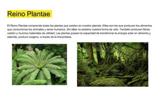 Reino Plantae
El Reino Plantae comprende todas las plantas que existen en nuestro planeta. Ellas son las que producen los alimentos
que consumimos los animales y seres humanos. Sin ellas no existiría nuestra forma de vida. También producen fibras,
carbón y muchos materiales de utilidad. Las plantas poseen la capacidad de transformar la energía solar en alimento y
además, producir oxígeno, a través de la fotosíntesis.
 