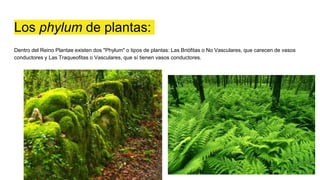 Los phylum de plantas:
Dentro del Reino Plantae existen dos "Phylum" o tipos de plantas: Las Briófitas o No Vasculares, que carecen de vasos
conductores y Las Traqueofitas o Vasculares, que sí tienen vasos conductores.
 