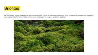 Briófitas
Las Briófitas son plantas muy pequeñas que no tienen semillas ni flores, se reproducen por esporas. Viven en lugares húmedos y crecen pegadas al
suelo o a las rocas, formando un tapiz verdoso, como por ejemplo, los musgos y las plantas hepáticas.
 