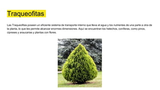 Traqueofitas
Las Traqueofitas poseen un eficiente sistema de transporte interno que lleva el agua y los nutrientes de una parte a otra de
la planta, lo que les permite alcanzar enormes dimensiones. Aquí se encuentran los helechos, coníferas, como pinos,
cipreses y araucarias y plantas con flores.
 