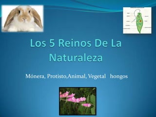 Mónera, Protisto,Animal, Vegetal hongos

 