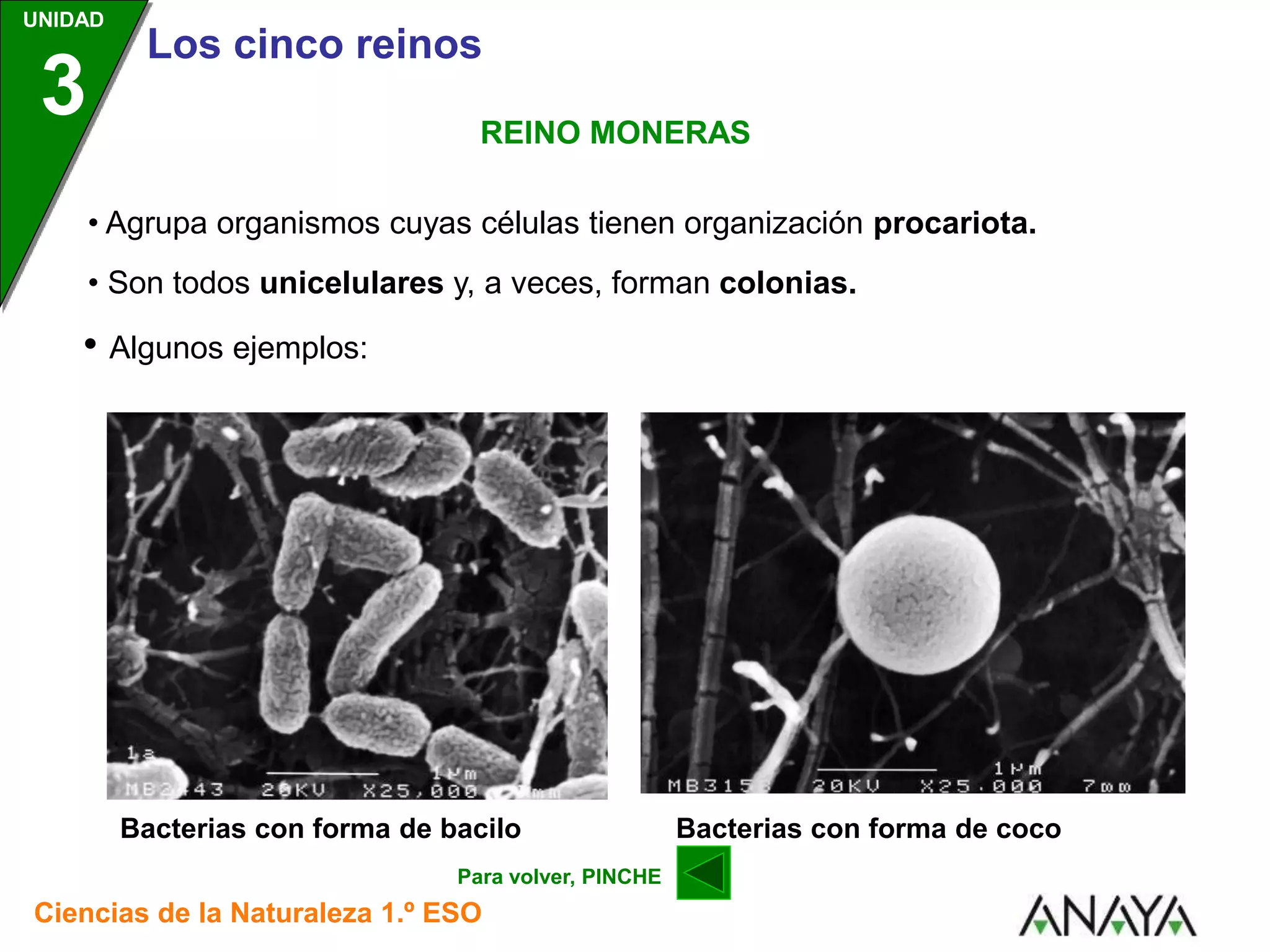 LOS 5 REINOS DE LA NATURALEZA CIENCIA.ppt