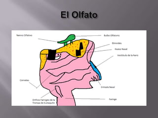 Pupilas: Son las encargadas de controlar la cantidad de luz que entra a los ojos.