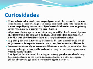 CuriosidadesEl camaleón además de usar su piel para sentir las cosas, la usa para esconderse de sus enemigos. El camaleón cambia de color cuando se siente en peligro y así sus enemigos lo confunden con ramas, pasto y otras cosas que se encuentren en el bosqueAlgunos animales poseen un oído muy sensible. Es el caso del perro, que posee un oído de gran fidelidad. Los perros pueden escuchar sonidos que el oído del ser humano no percibe ni siquiera.El perro posee un olfato muy desarrollado. Este animal puede oler objetos o comida que se encuentren a muchos metros de distanciaNuestros ojos ven de una manera diferente a los de los animales. Por ejemplo: los perros ven sólo en blanco y negro y nosotros podemos ver todos los colores.Las águilas tienen unos ojos muy potentes y pueden ver desde muy lejos, mientras que los humanos necesitamos de binóculos para poder observar algo que se encuentra a gran distancia.