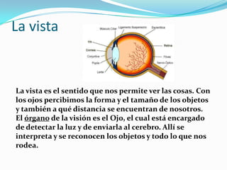 La vistaLa vista es el sentido que nos permite ver las cosas. Con los ojos percibimos la forma y el tamaño de los objetos y también a qué distancia se encuentran de nosotros.El órgano de la visión es el Ojo, el cual está encargado de detectar la luz y de enviarla al cerebro. Allí se interpreta y se reconocen los objetos y todo lo que nos rodea.