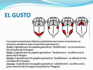 EL GUSTOLas cuatro sensaciones básicas o primarias son (estas sensaciones se asocian y producen más sensaciones gustativas):Ácido. Captados por las papilas gustativas "funjiformes", se encuentran a los costados de la lengua.Dulce. Captado por las papilas gustativas " funjiformes", se ubican en la punta de la lengua.Salado. Captados por las papilas gustativas "funjiformes", se ubican en los costados de la lengua.Amargo. Captado por las papilas gustativas "caliciformes", se ubica en la parte anterior de la lengua formando la V lingual.