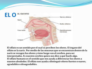 EL OLFATOEl olfato es un sentido por el cual se perciben los olores. El órgano del olfato es la nariz. Por medio de las mucosas que se encuentran dentro de la nariz se recogen los olores y éstos luego van al cerebro, para ser interpretados. Es nuestro cerebro quien nos dice a qué huele algo. El olfato humano es el sentido que nos ayuda a diferenciar los olores a nuestro alrededor. El olfato nos ayuda a distinguir olores fuertes o suaves, agradables o desagradables.