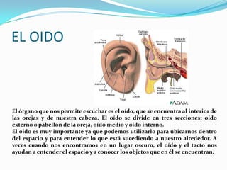 EL OIDOEl órgano que nos permite escuchar es el oído, que se encuentra al interior de las orejas y de nuestra cabeza. El oído se divide en tres secciones: oído externo o pabellón de la oreja, oído medio y oído interno.El oído es muy importante ya que podemos utilizarlo para ubicarnos dentro del espacio y para entender lo que está sucediendo a nuestro alrededor. A veces cuando nos encontramos en un lugar oscuro, el oído y el tacto nos ayudan a entender el espacio y a conocer los objetos que en él se encuentran.