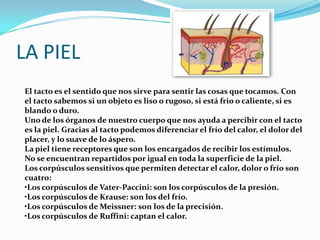 LA PIELEl tacto es el sentido que nos sirve para sentir las cosas que tocamos. Con el tacto sabemos si un objeto es liso o rugoso, si está frio o caliente, si es blando o duro. Uno de los órganos de nuestro cuerpo que nos ayuda a percibir con el tacto es la piel. Gracias al tacto podemos diferenciar el frío del calor, el dolor del placer, y lo suave de lo áspero.La piel tiene receptores que son los encargados de recibir los estímulos. No se encuentran repartidos por igual en toda la superficie de la piel. Los corpúsculos sensitivos que permiten detectar el calor, dolor o frío son cuatro:•Los corpúsculos de Vater-Paccini: son los corpúsculos de la presión.•Los corpúsculos de Krause: son los del frío.•Los corpúsculos de Meissner: son los de la precisión.•Los corpúsculos de Ruffini: captan el calor.