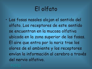 El olfato Las fosas nasales alojan el sentido del olfato. Los receptores de este sentido se encuentran en la mucosa olfativa ubicada en la zona superior de las fosas. El aire que entra por la nariz trae los olores de el ambiente y los receptores envían la información al cerebro a través del nervio olfativo.  FOTO 