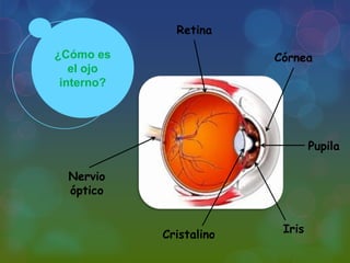 ¿Cómo es
el ojo
interno?
Nervio
óptico
Retina
Córnea
Pupila
IrisCristalino
 