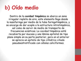 b) Oído medio
Dentro de la cavidad timpánica se abarca un seno
irregular repleto de aire, este elemento llega desde
la nasofaringe por medio de la tuba faringotimpánica, y
se encarga de dar acople a la estructura intratimpánica,
así como de servir de medio de transporte de
frecuencias acústicas. La cavidad timpánica está
recubierta por mucosa y una lámina epitelial de tipo
plano simple en su parte posterior, pero en el anterior
se aprecia un epitelio de tipo cilíndrico ciliado
pseudoestratificado con células caliciformes.
 