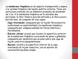 La membrana timpánica es de aspecto transparente y separa
a la cavidad timpánica del meato auditivo externo. Tiene una
estructura ovaloide con un diámetro promedio de alrededor
de 1 cm. A la membrana timpánica se le estudian dos
porciones; la Pars Tensis o porción estriada y la Pars Laxus o
porción laxa. Se compone de tres capas:
• Capa intermedia: compuesta por un tejido fibroconectivo
conformado en semitotalidad a la membrana timpánica,
compuesta por colágena además de fibras elásticas y
fibroblastos.
• Estrato córneo: es piel que recubre la superficie exterior
de la membrana timpánica careciendo de pelos y glándulas,
compuesta por epidermis que se posa sobre una capa de
tejido conectivo subepidermiana.
• Mucosa: reviste a la superficie interior de la capa
intermedia de tejido conectivo, con un epitelio de
características plano simple.
 