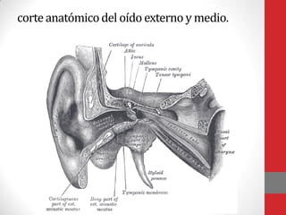 corteanatómicodel oídoexterno y medio.
 