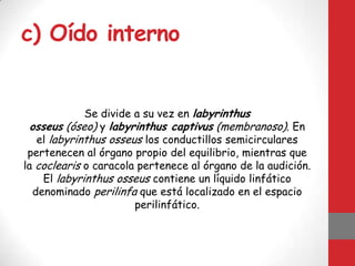 Se divide a su vez en labyrinthus
osseus (óseo) y labyrinthus captivus (membranoso). En
el labyrinthus osseus los conductillos semicirculares
pertenecen al órgano propio del equilibrio, mientras que
la coclearis o caracola pertenece al órgano de la audición.
El labyrinthus osseus contiene un líquido linfático
denominado perilinfa que está localizado en el espacio
perilinfático.
c) Oído interno
 