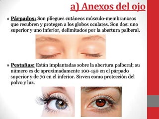 a) Anexos del ojo
» Párpados: Son pliegues cutáneos músculo-membranosos
que recubren y protegen a los globos oculares. Son dos: uno
superior y uno inferior, delimitados por la abertura palberal.
» Pestañas: Están implantadas sobre la abertura palberal; su
número es de aproximadamente 100-150 en el párpado
superior y de 70 en el inferior. Sirven como protección del
polvo y luz.
 