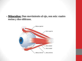 » Músculos: Dan movimiento al ojo, son seis: cuatro
rectos y dos oblicuos.
 