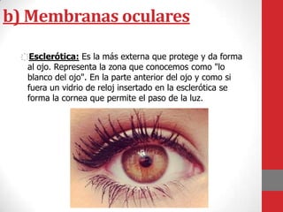 b) Membranas oculares
҉Esclerótica: Es la más externa que protege y da forma
al ojo. Representa la zona que conocemos como "lo
blanco del ojo". En la parte anterior del ojo y como si
fuera un vidrio de reloj insertado en la esclerótica se
forma la cornea que permite el paso de la luz.
 