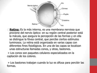 ҉Retina: Es la más interna, es una membrana nerviosa que
proviene del nervio óptico: en su región central posterior está
la mácula, que asegura la percepción de las formas y en ella
se distingue la fóvea central, que percibe ciertos estímulos
luminosos. La retina está organizada en varias capas con
diferentes fines fisiológicos. En una de las capas se localizan
unas estructuras llamadas conos, y otras, bastones.
» Los conos son paquetes celulares especializados en la
captación de los colores.
» Los bastones trabajan cuando la luz es difusa para percibir las
formas.
 