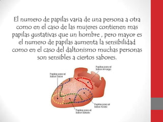 El numero de papilas varia de una persona a otra
como en el caso de las mujeres contienen mas
papilas gustativas que un hombre , pero mayor es
el numero de papilas aumenta la sensibilidad
como en el caso del daltonismo muchas personas
son sensibles a ciertos sabores.
 