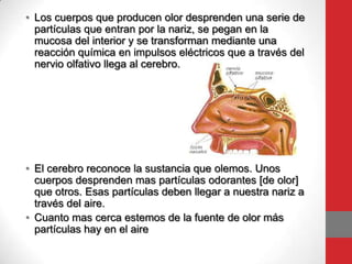 • Los cuerpos que producen olor desprenden una serie de
partículas que entran por la nariz, se pegan en la
mucosa del interior y se transforman mediante una
reacción química en impulsos eléctricos que a través del
nervio olfativo llega al cerebro.
• El cerebro reconoce la sustancia que olemos. Unos
cuerpos desprenden mas partículas odorantes [de olor]
que otros. Esas partículas deben llegar a nuestra nariz a
través del aire.
• Cuanto mas cerca estemos de la fuente de olor más
partículas hay en el aire
 