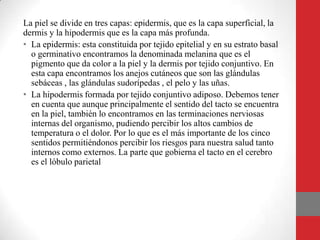 La piel se divide en tres capas: epidermis, que es la capa superficial, la
dermis y la hipodermis que es la capa más profunda.
• La epidermis: esta constituida por tejido epitelial y en su estrato basal
o germinativo encontramos la denominada melanina que es el
pigmento que da color a la piel y la dermis por tejido conjuntivo. En
esta capa encontramos los anejos cutáneos que son las glándulas
sebáceas , las glándulas sudorípedas , el pelo y las uñas.
• La hipodermis formada por tejido conjuntivo adiposo. Debemos tener
en cuenta que aunque principalmente el sentido del tacto se encuentra
en la piel, también lo encontramos en las terminaciones nerviosas
internas del organismo, pudiendo percibir los altos cambios de
temperatura o el dolor. Por lo que es el más importante de los cinco
sentidos permitiéndonos percibir los riesgos para nuestra salud tanto
internos como externos. La parte que gobierna el tacto en el cerebro
es el lóbulo parietal
 