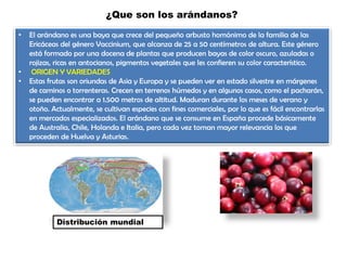 ¿Que son los arándanos?
• El arándano es una baya que crece del pequeño arbusto homónimo de la familia de las
Ericáceas del género Vaccinium, que alcanza de 25 a 50 centímetros de altura. Este género
está formado por una docena de plantas que producen bayas de color oscuro, azuladas o
rojizas, ricas en antocianos, pigmentos vegetales que les confieren su color característico.
• ORIGEN Y VARIEDADES
• Estas frutas son oriundas de Asia y Europa y se pueden ver en estado silvestre en márgenes
de caminos o torrenteras. Crecen en terrenos húmedos y en algunos casos, como el pacharán,
se pueden encontrar a 1.500 metros de altitud. Maduran durante los meses de verano y
otoño. Actualmente, se cultivan especies con fines comerciales, por lo que es fácil encontrarlas
en mercados especializados. El arándano que se consume en España procede básicamente
de Australia, Chile, Holanda e Italia, pero cada vez toman mayor relevancia los que
proceden de Huelva y Asturias.
Distribución mundial
 