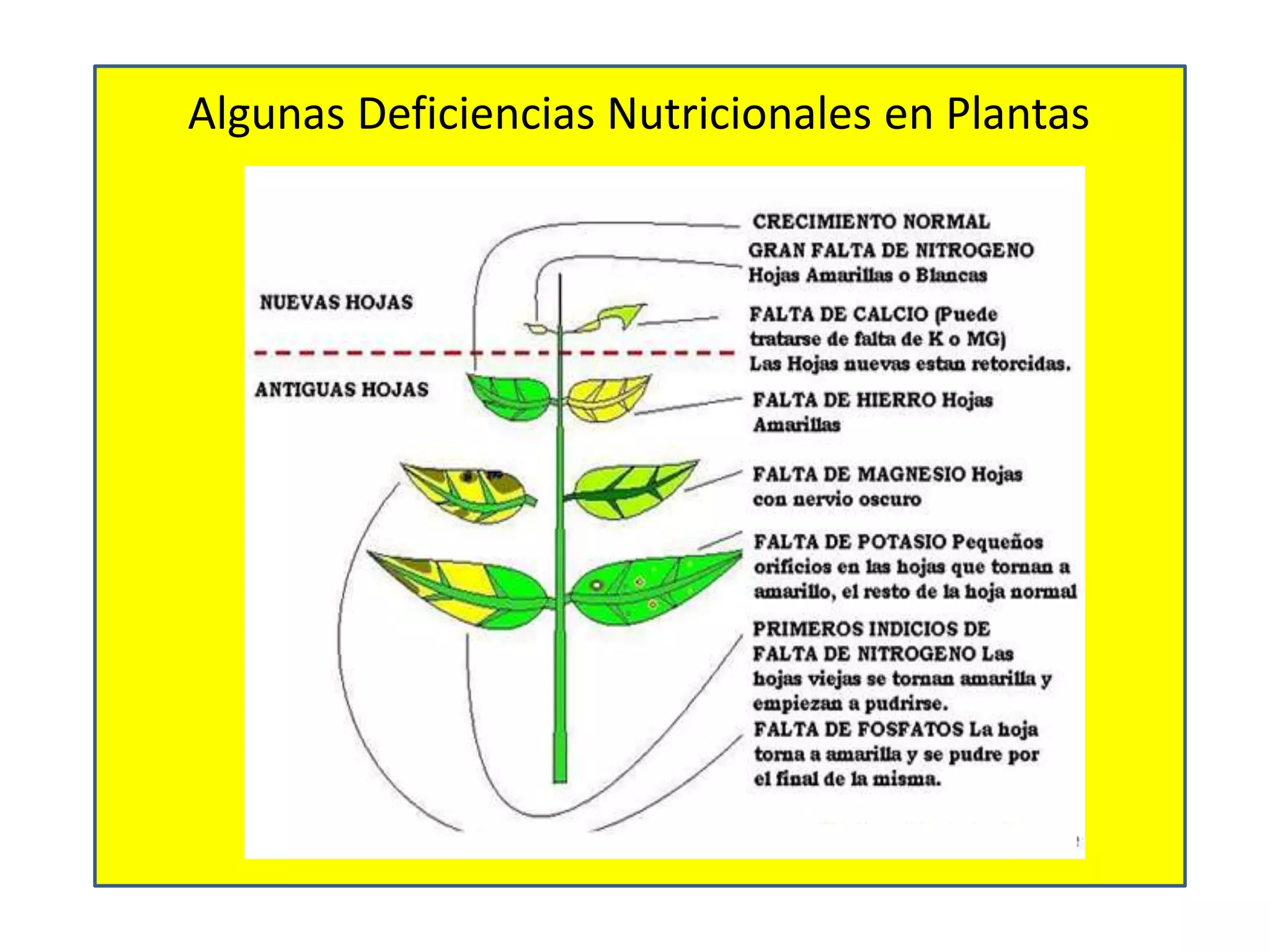 Algunas Deficiencias Nutricionales en Plantas
 