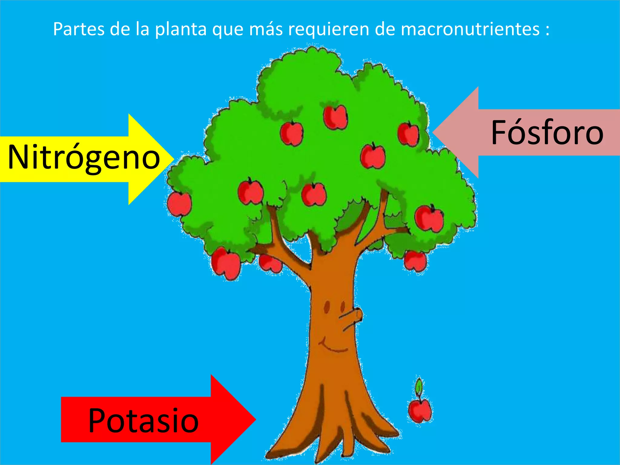 Nitrógeno
Potasio
Fósforo
Partes de la planta que más requieren de macronutrientes :
 