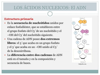 Los ácidos nucleicos | PPSX