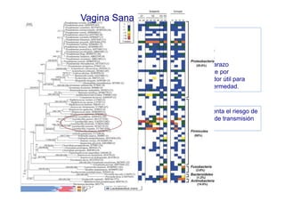 la presencia de la VB aumenta el riesgo de
adquisición de infecciones de transmisión
sexual.
Microbiota saludable
• Ausencia de síntomas
• Ausencia de infecciones
• Buen resultado del embarazo
• Dominado principalmente por
Lactobacillus, biomarcador útil para
evaluar la salud y la enfermedad.
Vagina Sana
 