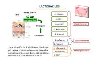 LACTOBACILOS
Estrógenos
Glucogeno
Acido láctico
H2O2
Lactobacilos
L. crispatus
L. iners
L. gasseri
L. fermentum
L. jensenii
Predominantes
L. salivarius
L.vaginalis
L. plantarum
Ocasionalmente
L.rhamnosus
L. casei
Menos frecuencia
La producción de ácido láctico disminuye
pH vaginal crea un ambiente desfavorable
para el crecimiento de bacterias patógenas
( O'Hanlon et al, 2013 , Petrova et al, 2015 ).
 