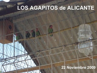 LOS AGAPITOS de ALICANTE 22 Noviembre 2009 