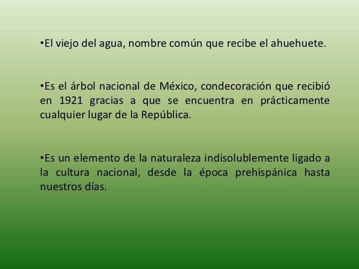 Los ahuehuetes