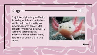 Origen
El ajolote originario y endémico
de los lagos del valle de México,
fue llamado por los antiguos
mexicanos como axolotl (del
náhuatl, “monstruo de agua”) y
conserva características
milenarias de las salamandras,
pero es mas cercano a ranas y
sapos.
 