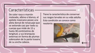 Características
De color rosa o marrón
moteado, albino o blanco, el
ajolote mexicano posee una
aleta dorsal de renacuajo que
se extiende casi por todo su
cuerpo que mide de 15 y
hasta 30 centímetros de
longitud, y sus branquias
externas en forma de plumas
sobresalen de la parte trasera
de su ancha cabeza.
Tiene la característica de conservar
sus rasgos larvales en su vida adulta.
Esta condición se conoce como
neotenia.
 