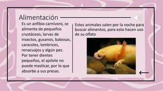 Alimentación
Estos animales salen por la noche para
buscar alimentos, para esto hacen uso
de su olfato
Es un anfibio carnívoro, se
alimenta de pequeños
crustáceos, larvas de
insectos, gusanos, babosas,
caracoles, lombrices,
renacuajos y algún pez.
Por tener dientes
pequeños, el ajolote no
puede masticar, por lo que
absorbe a sus presas.
 