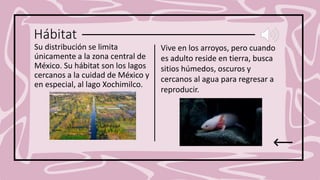 Hábitat
Su distribución se limita
únicamente a la zona central de
México. Su hábitat son los lagos
cercanos a la cuidad de México y
en especial, al lago Xochimilco.
Vive en los arroyos, pero cuando
es adulto reside en tierra, busca
sitios húmedos, oscuros y
cercanos al agua para regresar a
reproducir.
 