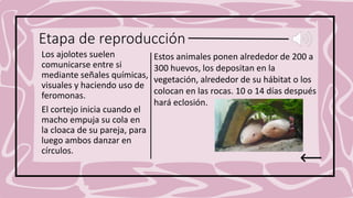 Etapa de reproducción
Los ajolotes suelen
comunicarse entre si
mediante señales químicas,
visuales y haciendo uso de
feromonas.
El cortejo inicia cuando el
macho empuja su cola en
la cloaca de su pareja, para
luego ambos danzar en
círculos.
Estos animales ponen alrededor de 200 a
300 huevos, los depositan en la
vegetación, alrededor de su hábitat o los
colocan en las rocas. 10 o 14 días después
hará eclosión.
 