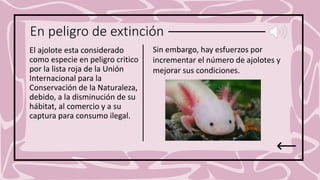 En peligro de extinción
El ajolote esta considerado
como especie en peligro critico
por la lista roja de la Unión
Internacional para la
Conservación de la Naturaleza,
debido, a la disminución de su
hábitat, al comercio y a su
captura para consumo ilegal.
Sin embargo, hay esfuerzos por
incrementar el número de ajolotes y
mejorar sus condiciones.
 
