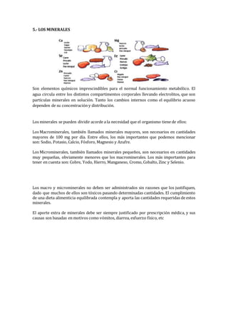 5.- LOS MINERALES
Son elementos químicos imprescindibles para el normal funcionamiento metabólico. El
agua circula entre los distintos compartimentos corporales llevando electrolitos, que son
partículas minerales en solución. Tanto los cambios internos como el equilibrio acuoso
dependen de su concentración y distribución.
Los minerales se pueden dividir acorde a la necesidad que el organismo tiene de ellos:
Los Macrominerales, también llamados minerales mayores, son necesarios en cantidades
mayores de 100 mg por día. Entre ellos, los más importantes que podemos mencionar
son: Sodio, Potasio, Calcio, Fósforo, Magnesio y Azufre.
Los Microminerales, también llamados minerales pequeños, son necesarios en cantidades
muy pequeñas, obviamente menores que los macrominerales. Los más importantes para
tener en cuenta son: Cobre, Yodo, Hierro, Manganeso, Cromo, Cobalto, Zinc y Selenio.
Los macro y microminerales no deben ser administrados sin razones que los justifiquen,
dado que muchos de ellos son tóxicos pasando determinadas cantidades. El cumplimiento
de una dieta alimenticia equilibrada contempla y aporta las cantidades requeridas de estos
minerales.
El aporte extra de minerales debe ser siempre justificado por prescripción médica, y sus
causas son basadas en motivos como vómitos, diarrea, esfuerzo físico, etc
 