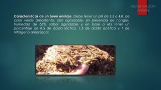 Características de un buen ensilaje.Características de un buen ensilaje. Debe tener un pH de 3.5 a 4.0, de
color verde amarillento, olor agradable, sin presencia de hongos,
humedad de 68%, sabor agradable y en base a MS tener un
porcentaje de 8.5 de ácido láctico, 1.5 de ácido acético y 1 de
nitrógeno amoniacal.
 