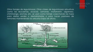 Otros forrajes de leguminosas: Otras clases de leguminosas arbustivas
como las leucaenas, acacias, samanes, matarratón, algarrobo,
chiminango, aromas, etc, se usan como forraje cosechando las hojas
para darlas verdes o deshidratadas o para hacer pastoreo de
ramoneo manteniendo los arbustos bajos de altura.
 